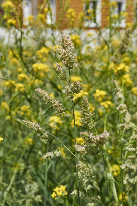 Скачать Женская трава (лат. Phalaris arundinacea) цветет на лугу. фотосток Ozero