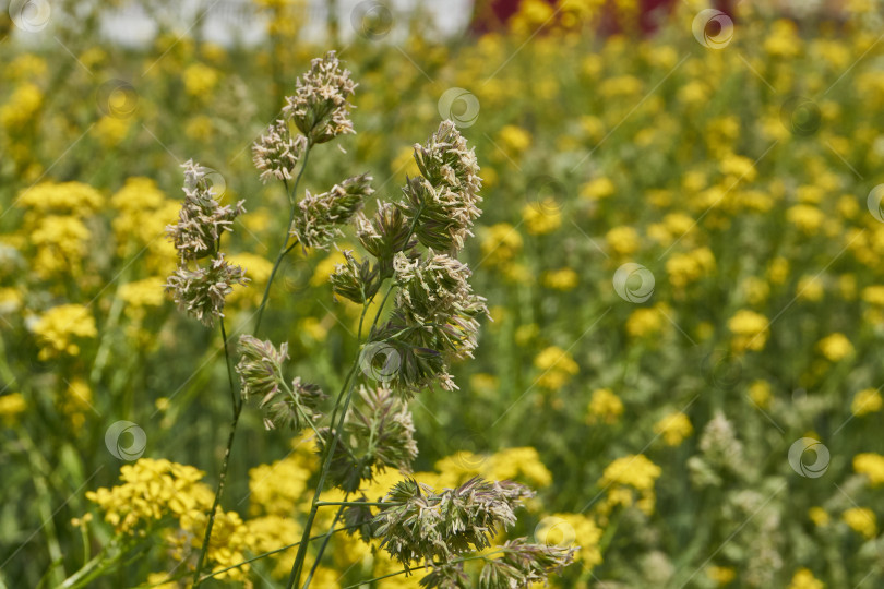 Скачать Женская трава (лат. Phalaris arundinacea) цветет на лугу. фотосток Ozero