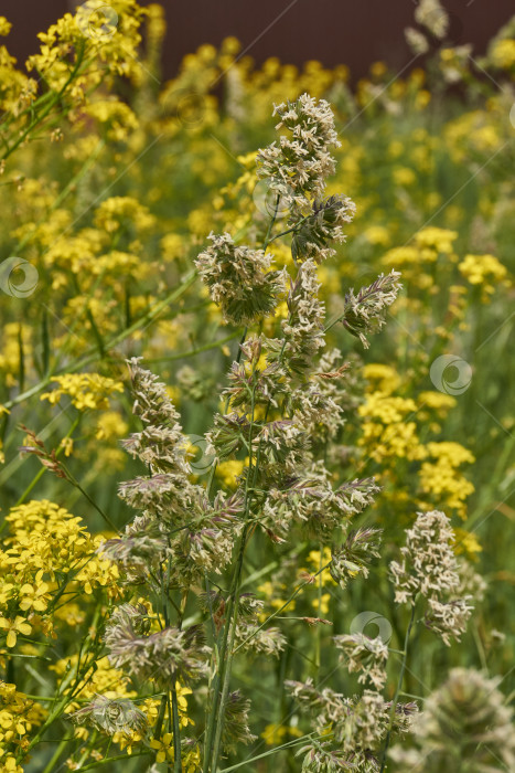 Скачать Женская трава (лат. Phalaris arundinacea) цветет на лугу. фотосток Ozero