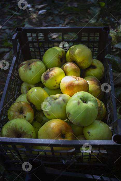 Скачать урожай яблок фотосток Ozero