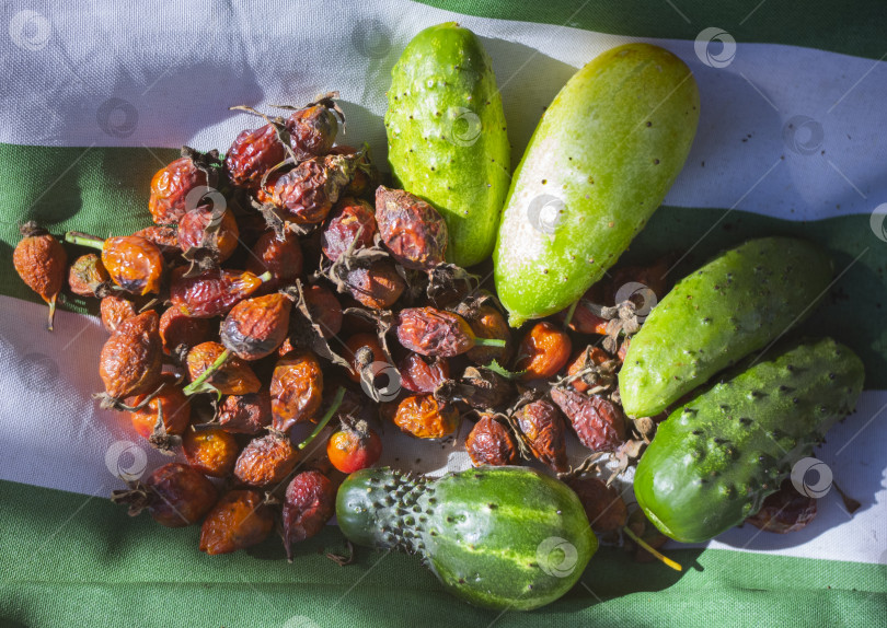 Скачать урожай огурцов и шиповника фотосток Ozero