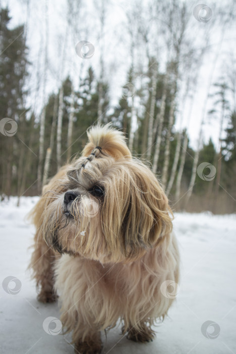 Скачать собака ши тцу идет по снежной дороге фотосток Ozero