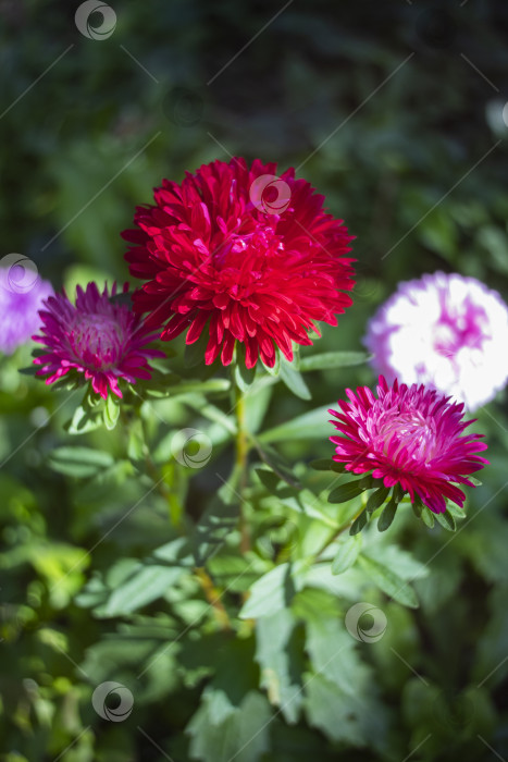 Скачать цветы астра фотосток Ozero