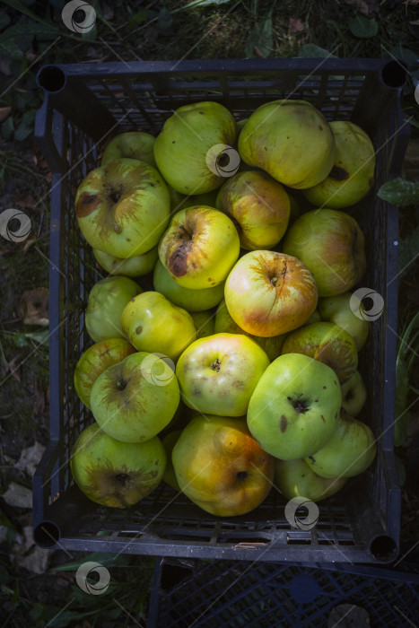 Скачать урожай яблок в коробке фотосток Ozero