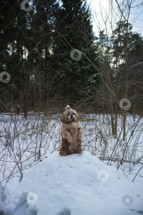 Скачать собака ши тцу стоит на снежном коме фотосток Ozero