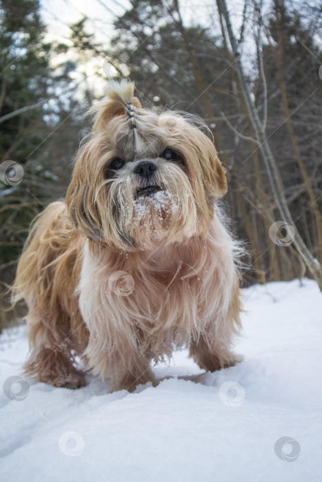 Скачать собака ши тцу идет по снежной дороге фотосток Ozero