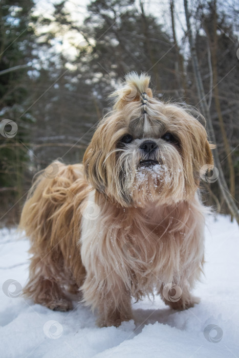 Скачать собака ши-тцу идет по заснеженной дороге фотосток Ozero