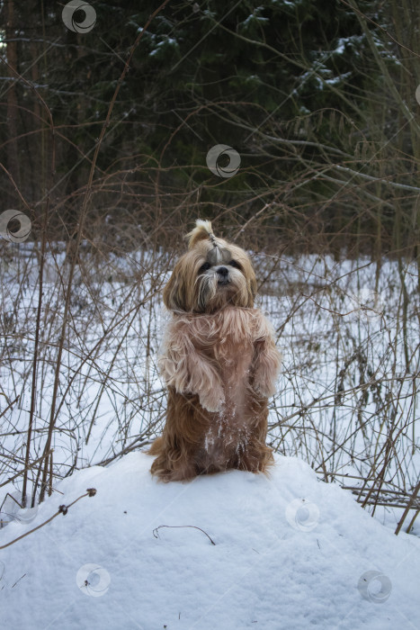 Скачать собака ши тцу стоит на снежном коме фотосток Ozero