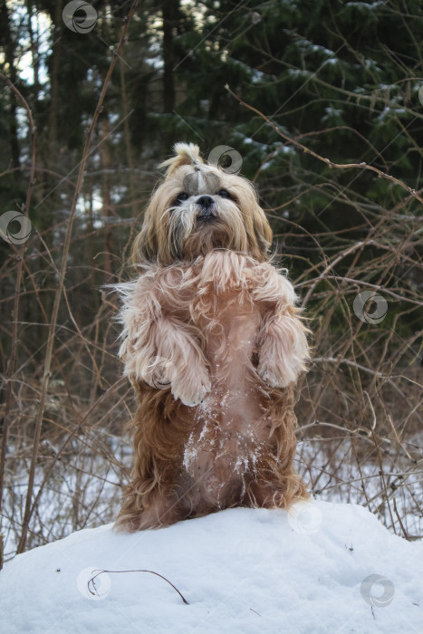 Скачать собака ши-тцу стоит на снежке фотосток Ozero