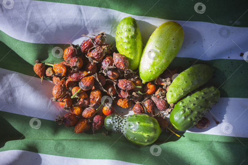 Скачать урожай огурцов и шиповника фотосток Ozero