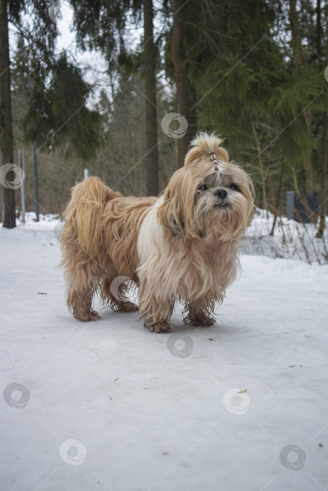 Скачать собака ши тцу идет по снежной дороге фотосток Ozero