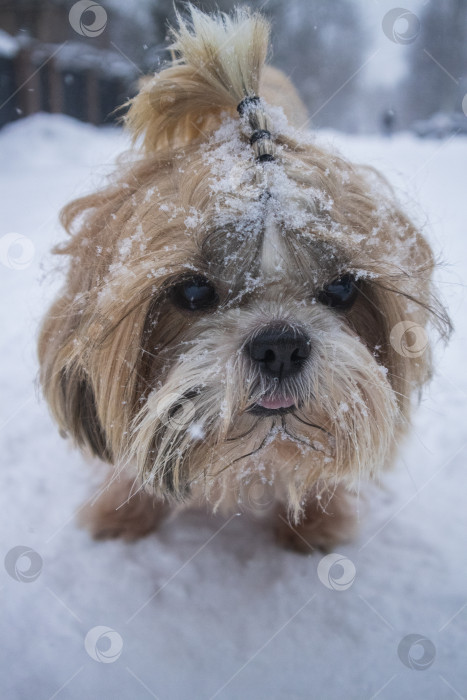 Скачать собака ши-тцу идет по заснеженной дороге фотосток Ozero