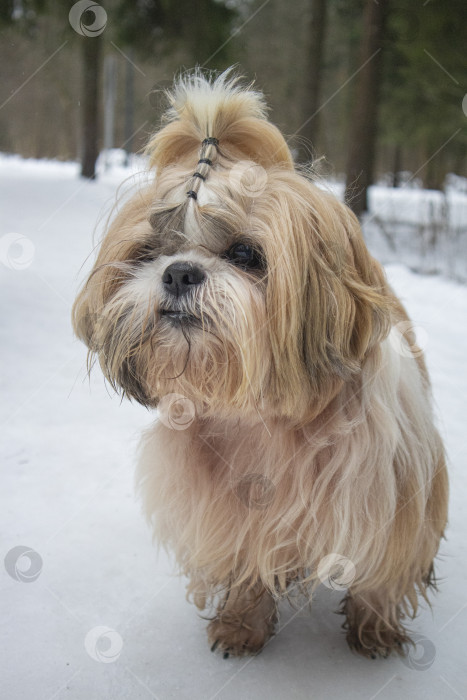 Скачать собака ши тцу идет по снежной дороге фотосток Ozero