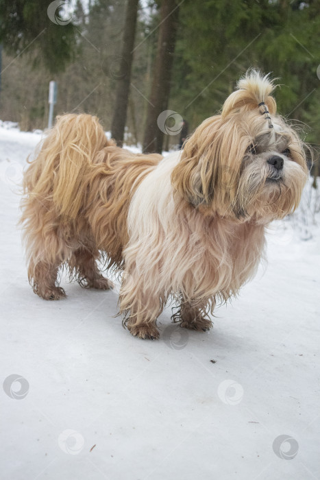 Скачать собака ши тцу идет по снежной дороге фотосток Ozero