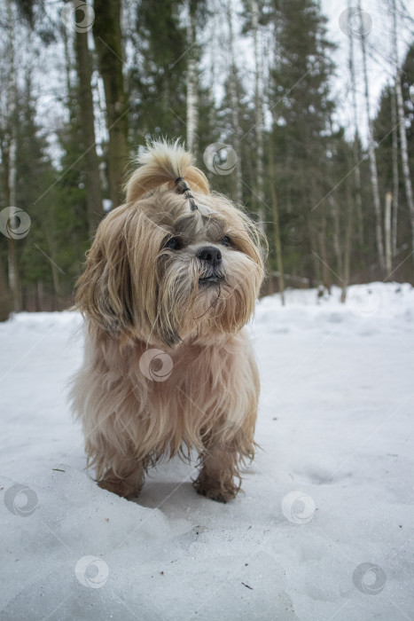 Скачать собака ши тцу идет фотосток Ozero
