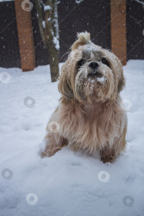 Скачать собака ши тцу идет по снежной дороге фотосток Ozero
