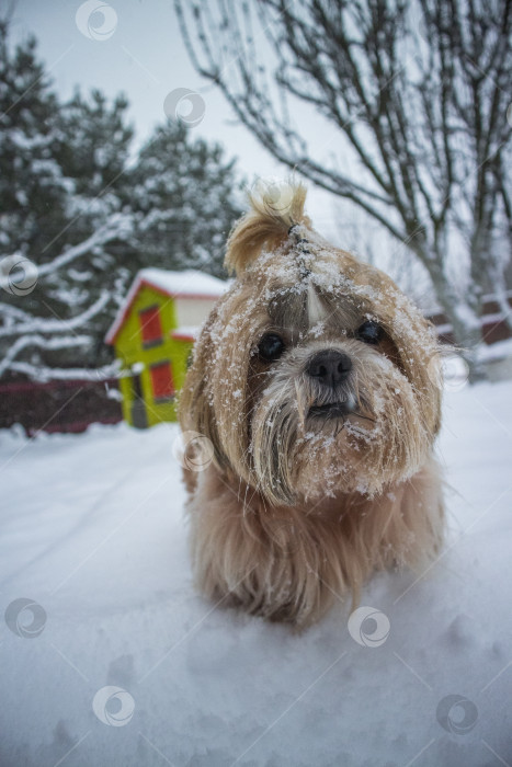 Скачать собака ши тцу идет по снежной дороге фотосток Ozero