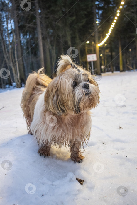Скачать собака ши тцу идет по снежной дороге фотосток Ozero