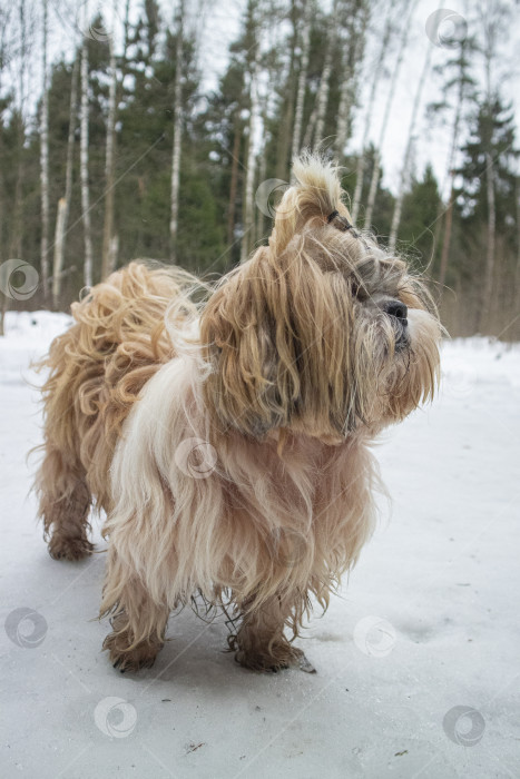 Скачать собака ши-тцу идет по заснеженной дороге фотосток Ozero