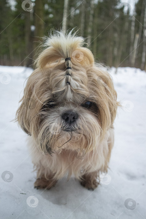 Скачать собака ши-тцу идет по заснеженной дороге фотосток Ozero