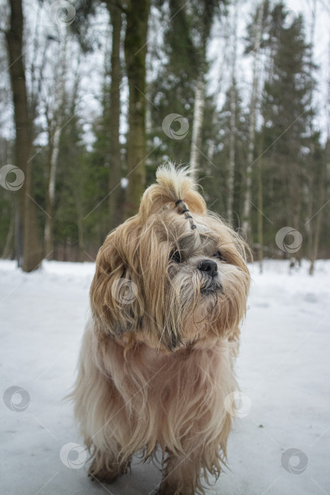 Скачать собака ши тцу идет по снежной дороге фотосток Ozero