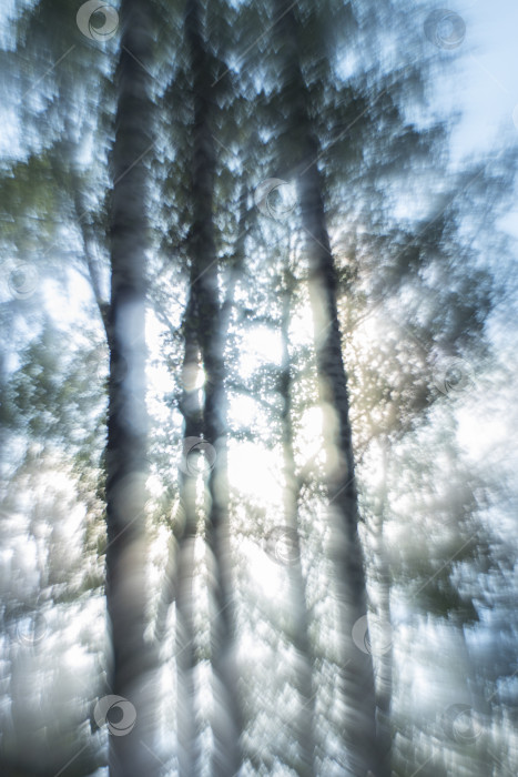 Скачать свет пробивается сквозь деревья в лесу фотосток Ozero