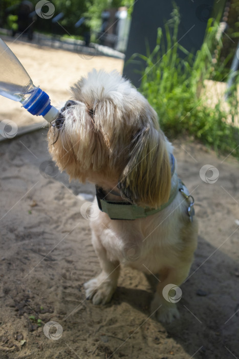 Скачать собака ши тцу пьет фотосток Ozero