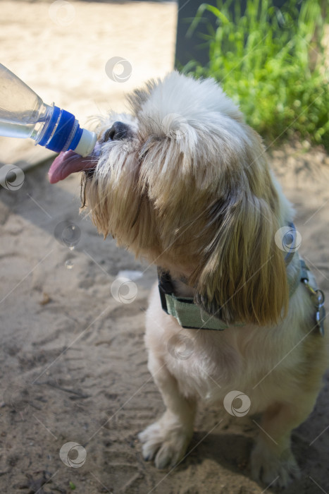 Скачать собака ши-тцу фотосток Ozero