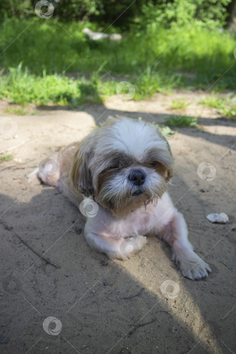 Скачать объектив монокль собака ши тцу фотосток Ozero