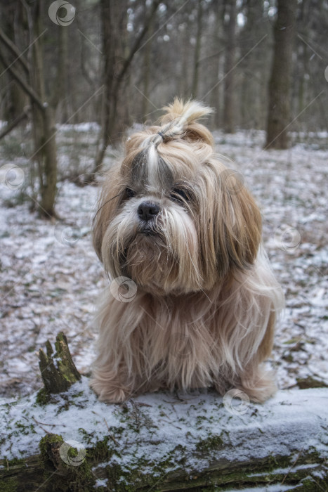 Скачать собака ши тцу гуляет фотосток Ozero