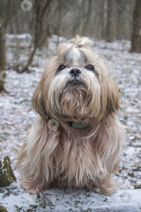 Скачать прогулки с собакой ши-тцу фотосток Ozero