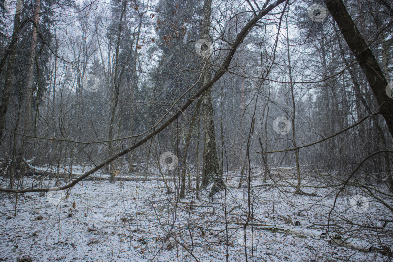 Скачать снегопад осенью фотосток Ozero