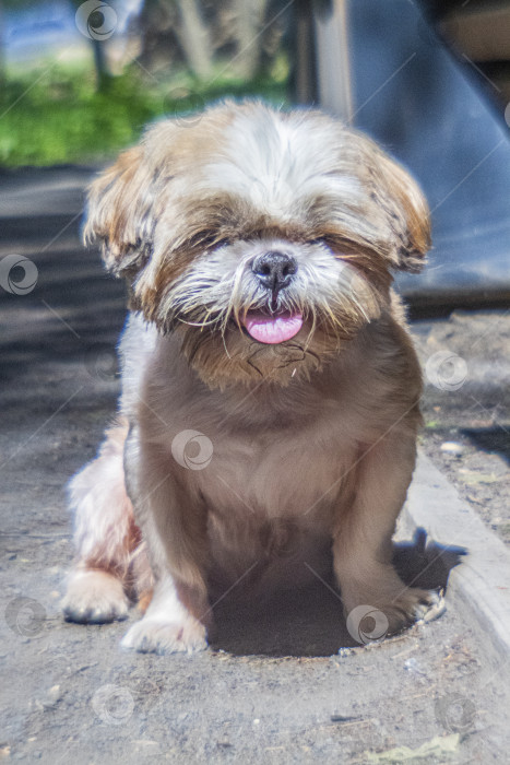 Скачать монокль с изображением собаки ши-тцу на прогулке фотосток Ozero