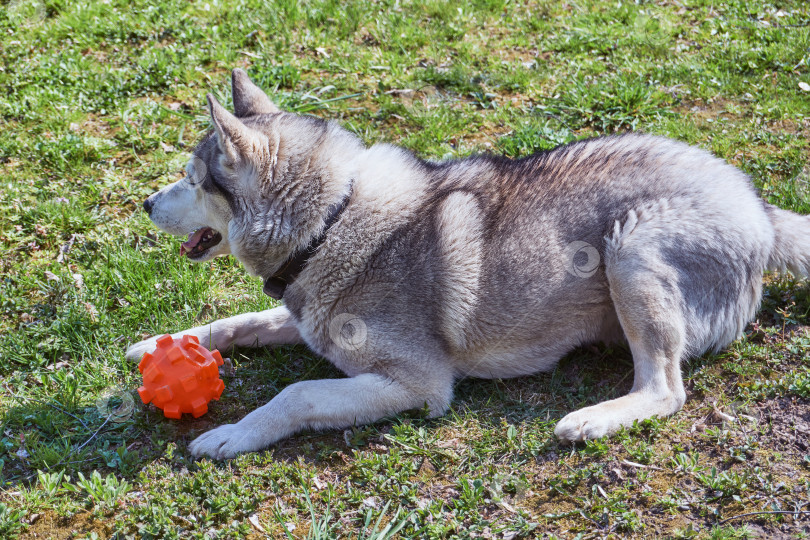 Скачать Собака породы хаски сидит на траве. Серо-белый сибирский хаски с голубыми глазами на прогулке. фотосток Ozero