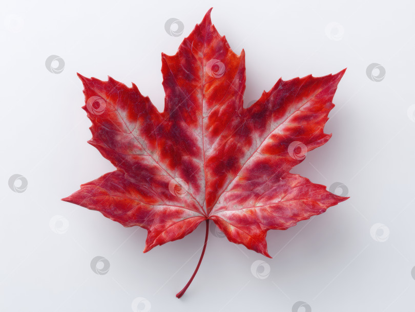 Скачать Крупный план ярко-красного кленового листа с высокой детализацией на простом фоне фотосток Ozero