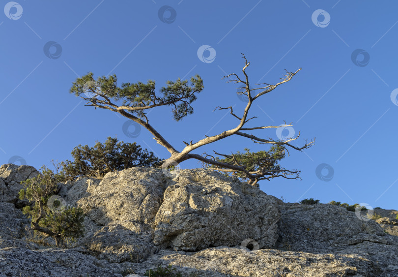 Скачать Реликтовая сосна на скале. Крым. фотосток Ozero