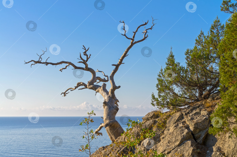 Скачать Высохшая реликтовая сосна на берегу моря. фотосток Ozero