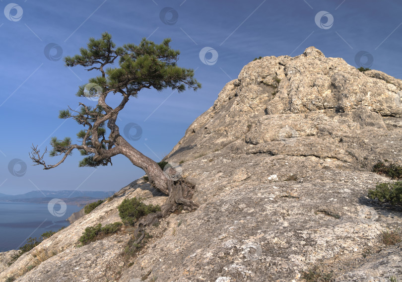 Скачать Реликтовая сосна на вершине прибрежной горы. Крым. фотосток Ozero