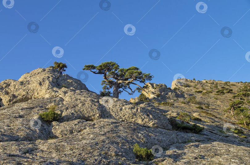 Скачать Реликтовая сосна на скале. Крым. фотосток Ozero