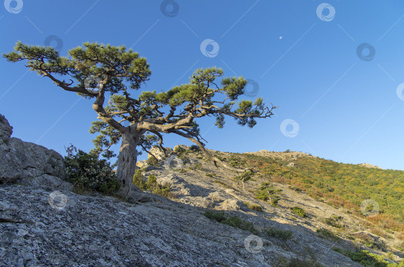 Скачать Реликтовая сосна на скале. Крым. фотосток Ozero