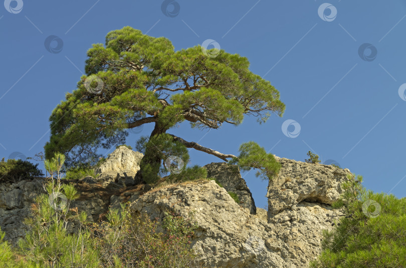 Скачать Реликтовая сосна в Крымских горах. фотосток Ozero