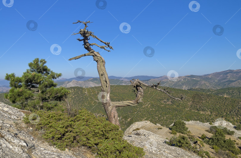 Скачать Две реликтовые сосны - живая и мертвая фотосток Ozero