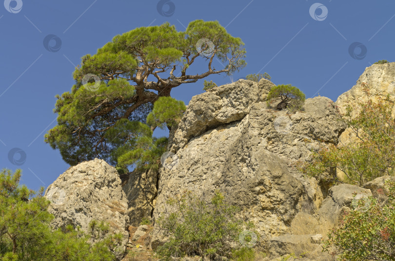 Скачать Реликтовая сосна в Крымских горах. фотосток Ozero