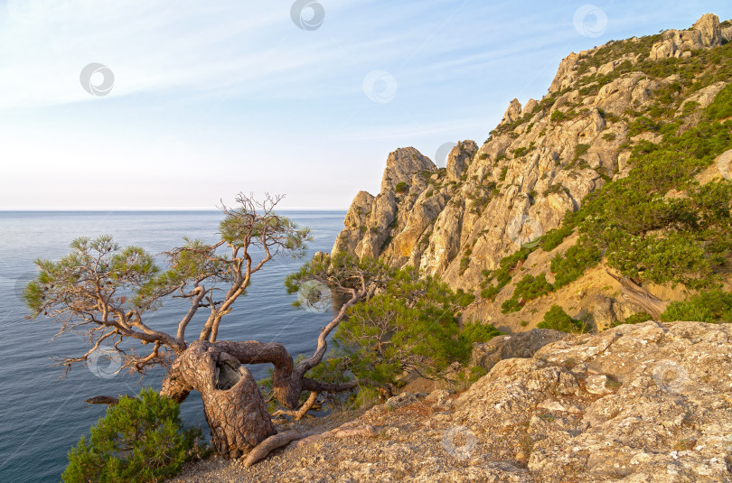 Скачать Причудливо изогнутая реликтовая сосна на берегу моря. фотосток Ozero