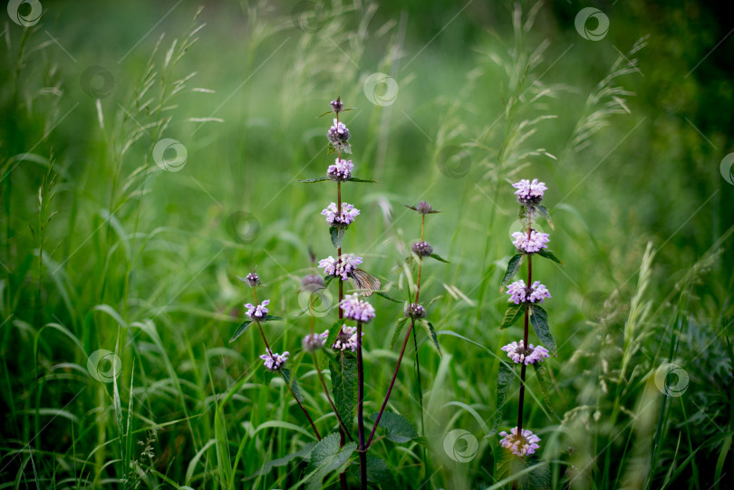 Скачать Корень клубненосный, разнотравье, phlomoides tuberosa, клубочковой фотосток Ozero