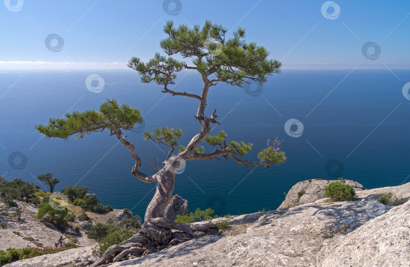 Скачать Реликтовая сосна на вершине прибрежной горы. Крым. фотосток Ozero
