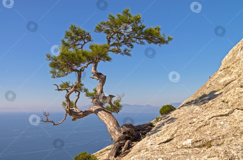 Скачать Реликтовая сосна на вершине прибрежной горы. Крым. фотосток Ozero