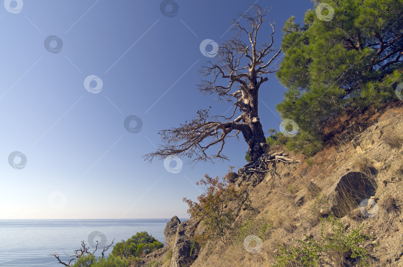 Скачать Высохшая реликтовая сосна на берегу моря. фотосток Ozero