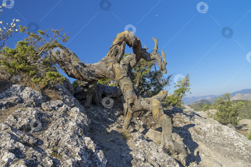 Скачать Причудливо изогнутый ствол засохшей реликтовой сосны. Крым. фотосток Ozero