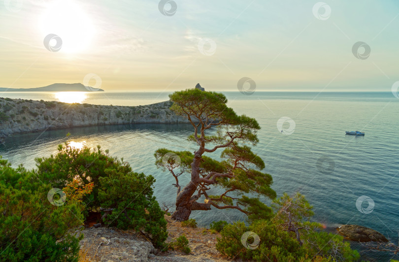 Скачать Прекрасный морской пейзаж с реликтовыми соснами. фотосток Ozero